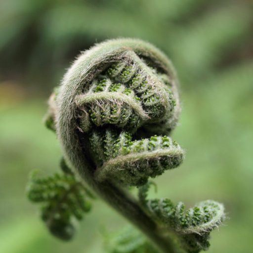 green fern branch begins to uncurl